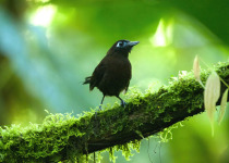 Zeledon's Antbird