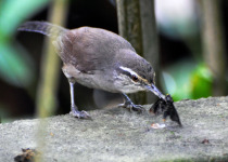Zeledon's Wren