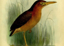Zigzag Heron