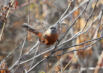 Zimmer's Spinetail