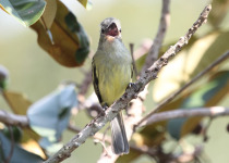 Zimmer's Tody-Tyrant