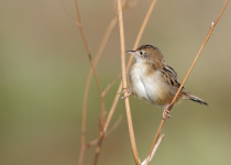 Zitting Cisticola