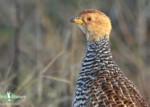 Coqui Francolin