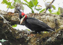 Cream-backed Woodpecker