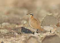 Cream-colored Courser