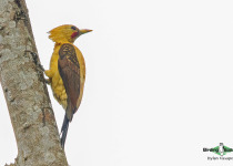 Cream-colored Woodpecker