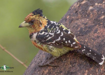 Crested Barbet
