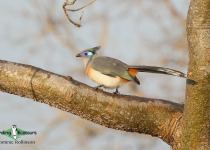 Crested Coua