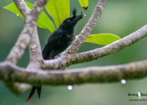 Crested Drongo