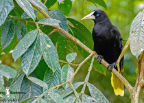 Crested Oropendola