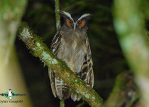 Crested Owl