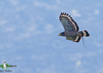 Crested Serpent Eagle