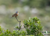 Cretzschmar's Bunting