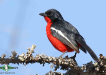 Crimson-breasted Shrike
