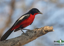 Crimson-breasted Shrike