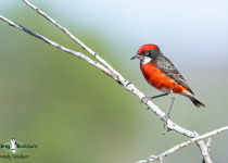 Crimson Chat