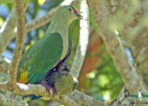 Crimson-crowned Fruit Dove
