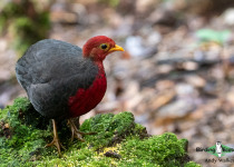 Crimson-headed Partridge