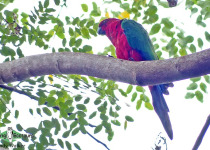 Crimson Shining Parrot