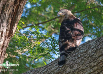 Crowned Eagle