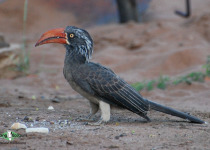 Crowned Hornbill