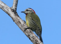 Cuban Green Woodpecker