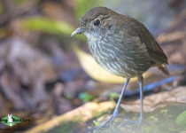 Cundinamarca Antpitta