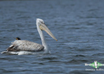 Dalmatian Pelican