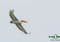 Dalmatian Pelican