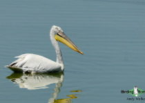 Dalmatian Pelican