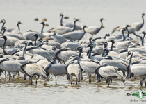 Demoiselle Crane