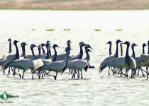 Demoiselle Crane