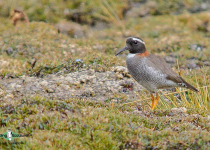 Diademed Sandpiper-Plover