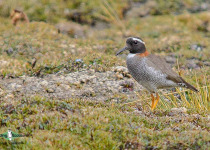 Diademed Sandpiper-Plover