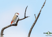 Diamond Firetail