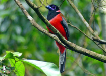 Diard's Trogon