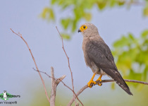 Dickinson's kestrel