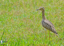 Double-striped Thick-knee