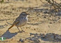 Dune Lark