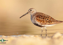 Dunlin