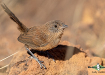 Dusky Grasswren
