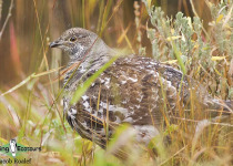 Dusky Grouse