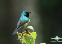 Eastern Double-collared Sunbird