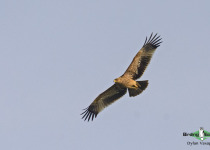 Eastern Imperial Eagle
