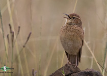Eastern Long-billed Lark