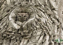 Eastern Screech Owl