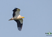 Egyptian Vulture