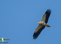 Egyptian Vulture