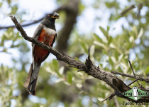 Elegant Trogon