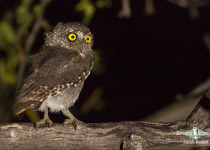 Elf Owl